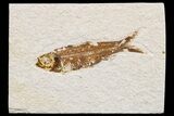 Detailed Fossil Fish (Knightia) - Wyoming #174675-1